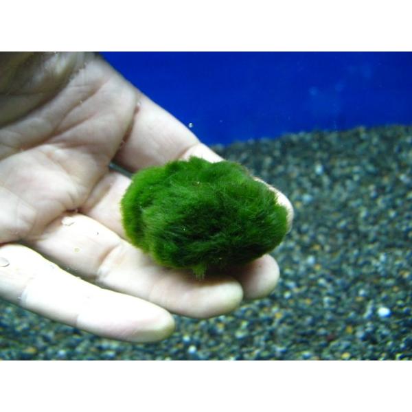 fishjapan_2700990