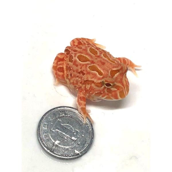 2025.11.14 撮影【死着補償】あり　※一点もの個体は返金となります。※夏季、冬季は午前中配達可能地域に限ります。午後〜翌々日地域は「死着補償対象外」となります。予めご了承下さい。◆北海道、九州、四国、岡山県、山口県、島根県、広島県へ...