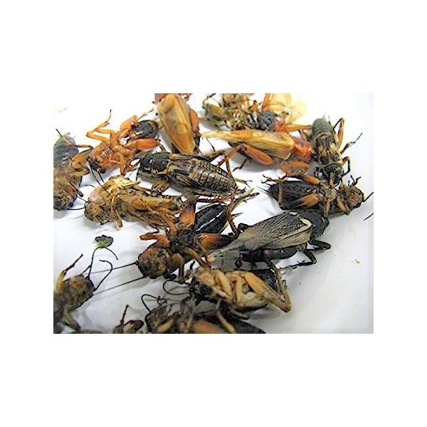 ハムスター、ハリネズミ等の小動物にもおススメです。逃げない、鳴かない、冷凍保存が出来る。死んでいます。蘇生はしません。★こちらの商品は冷凍です。 活きエサ、通常商品と同梱ができません。ご了承ください。※冷凍商品の同梱は可能です。