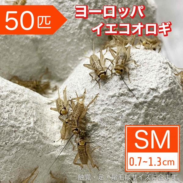 ★13時までのご注文で即日発送。（ご指定日も可能です）※夏季はお受け取りが遅くなる場合 、破って逃げ出している事もございます。ご注意下さい。◆北海道、九州、四国、中国地方への「生体」の発送は翌々日配達地域となる為、【死着補償】をしておりませ...