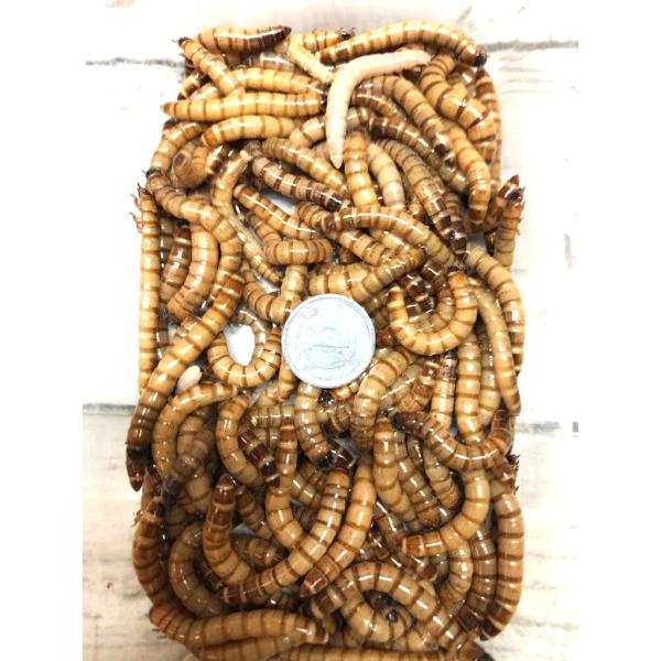 ◆北海道、九州、四国、岡山県、山口県、島根県、鳥取県、広島県への「生体」の発送は翌々日配達地域となる為、【死着補償】をしておりません。予めご了承下さい。 ◆生体につき「午前中」お受け取り可能な地域は翌日午前中着となります。それ以外【午前中配...