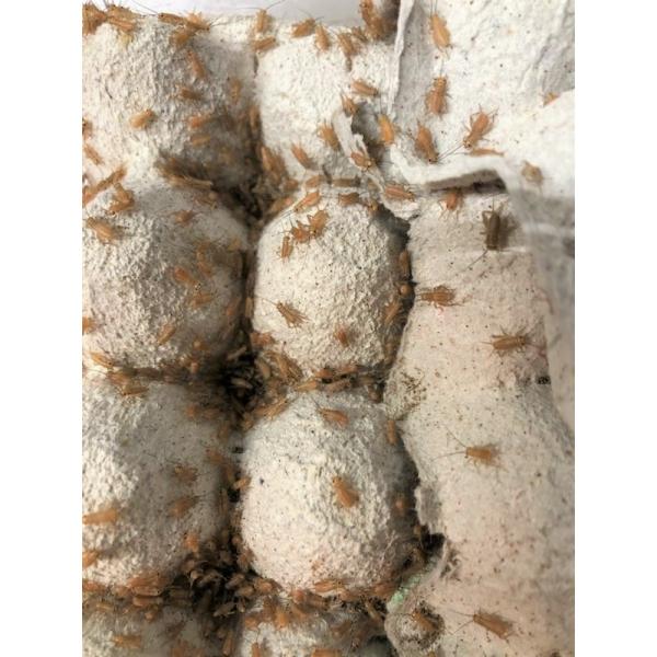 ★13時までのご注文で即日発送。（ご指定日も可能です）※夏季やお受け取りが遅くなる場合 、破って逃げ出している事もございます。ご注意下さい。◆北海道、九州、四国、中国地方への「生体」の発送は翌々日配達地域となる為、【死着補償】をしておりませ...