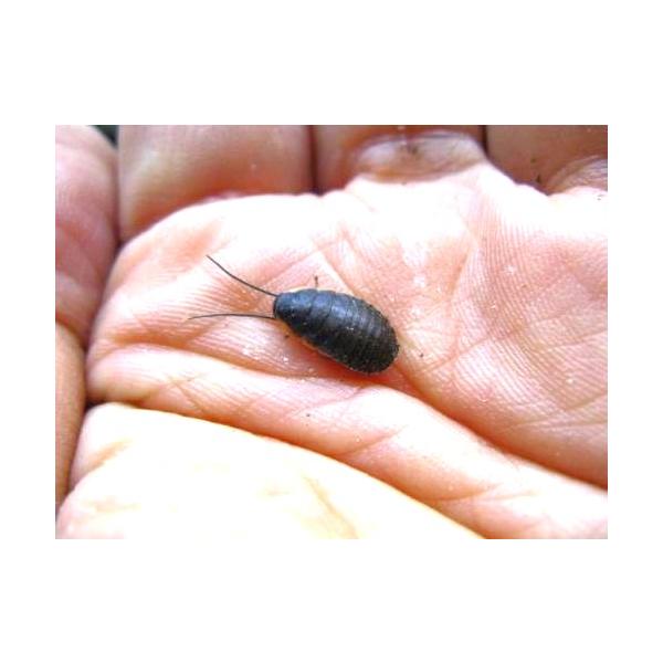 マダガスカルゴキブリ(ポルテントーサ) 黒系 幼虫5匹セット (生体)※死