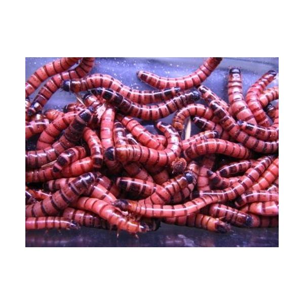 ★13時までのご注文で即日発送。（ご指定日も可能です）◆北海道、九州、四国、中国地方への「生体」の発送は翌々日配達地域となる為、【死着補償】をしておりません。予めご了承下さい。 ◆生体につき「午前中」お受け取り可能な地域は翌日午前中着となり...