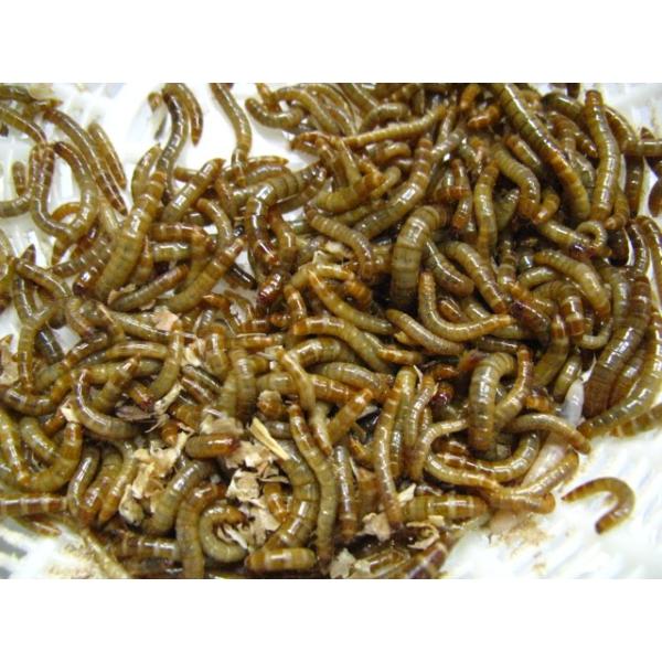 ミルワーム48個 fishjapan_79541