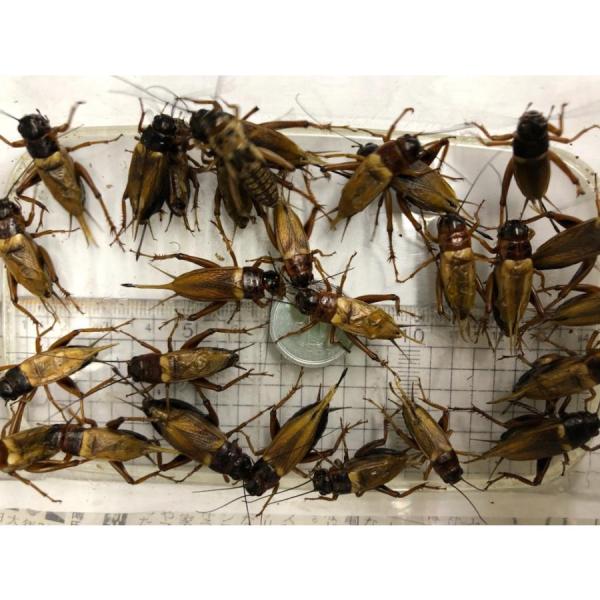 ★13時までのご注文で即日発送。（ご指定日も可能です）※夏季はお受け取りが遅くなる場合 、破って逃げ出している事もございます。ご注意下さい。◆生体につき「午前中」お受け取り可能な地域は翌日午前中着になる事もございます。それ以外（午前中配達不...