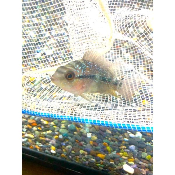 フラワーホーン “タイシルク” 1 ※死着補償有り（地域限定）1点物 東京都