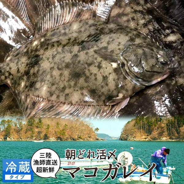 活魚 気仙沼 鮮魚 マコカレイ 400g前後 1尾 三陸宮城県産 マコガレイ 唐桑半島 漁師直送 旬 季節のお魚 高級魚 活〆冷蔵 生魚 刺身 料理屋 料亭 料理食材 15 Mkarei S1 Fish Market 38 通販 Yahoo ショッピング