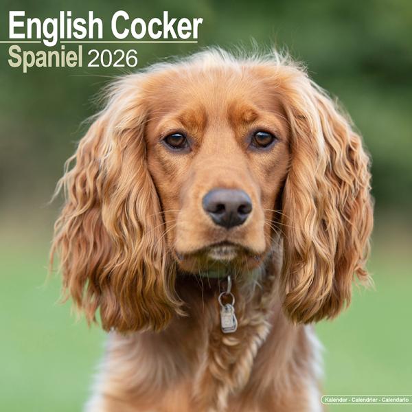 2026年 犬カレンダー 英国輸入 イングリッシュコッカー ドッグ
