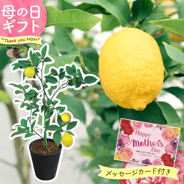 自宅で開花から実の収穫まで楽しめます。お料理に、お菓子作りに、果樹を育てる面白さをぜひご堪能ください。サイズ：5号鉢（高さ約50cm、幅約15cm）セット内容：レモンの木（5号鉢）※お手入れのしおり付き※レモンは、花と青い実の状態でお届けし...