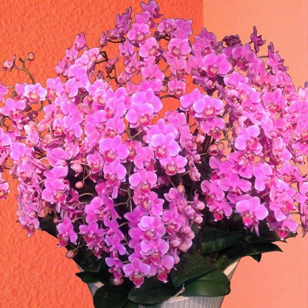 Ӓ Mtg@Yn̉ԃMtgyA-134z~fBӒ 琢E20{ 13픫 Ŗm̌Ӓ