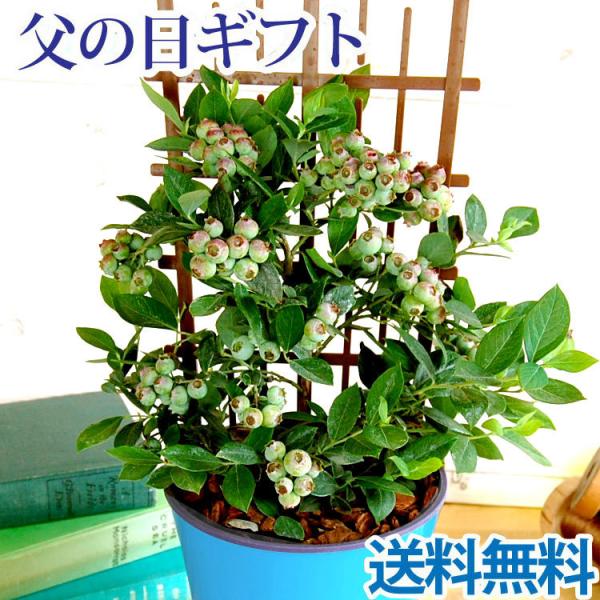 父の日 ギフト プレゼント ブルーベリー鉢植え 5号鉢　実付き オシャレなトレリス仕立 育てて楽しい 育てる贈り物 2026 FKPP
