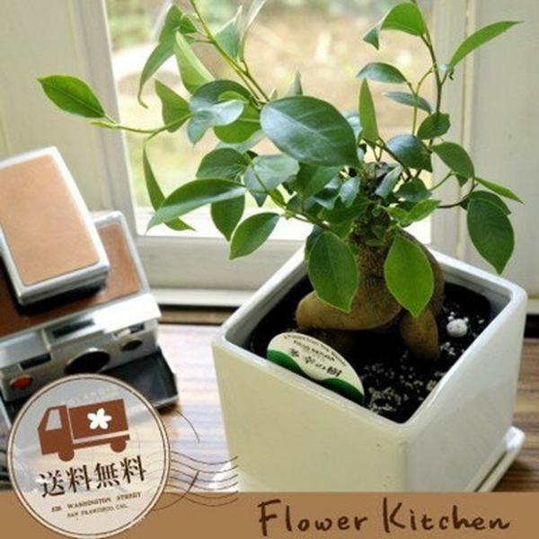 【トップカット/安心の発根済株/少し大きめの鉢込】 斑入り パンダガジュマル Multi Stripe Mesh Big Bag | Pasand by ne Quittez pas