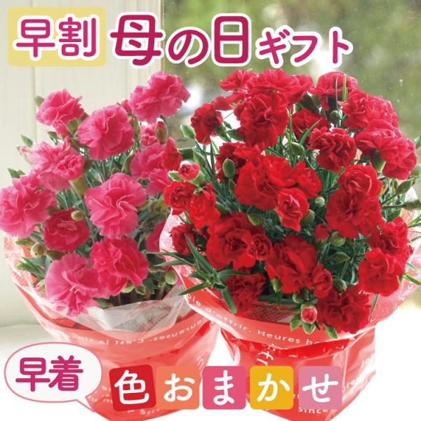 生花 カラー 鉢植えの人気商品 通販 価格比較 価格 Com