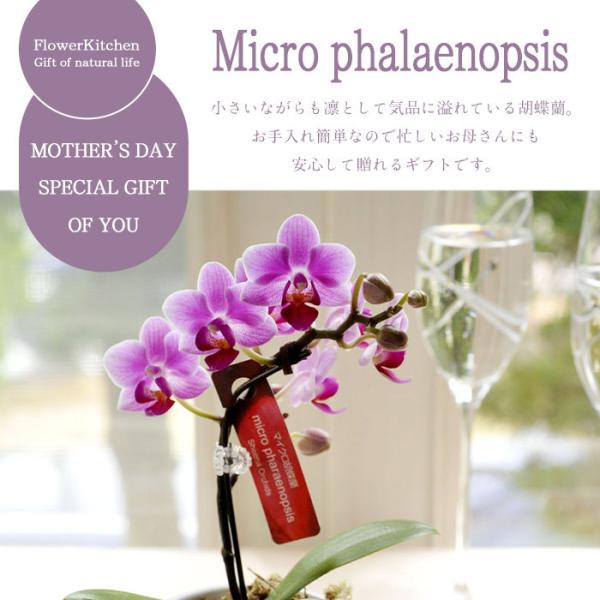 まだ間に合う 母の日 ギフト 21 花 母の日選べる季節の花鉢ギフト 鉢花 マイクロ胡蝶蘭 ピンクバラ花鉢 Fkhh Buyee Buyee Japanese Proxy Service Buy From Japan Bot Online