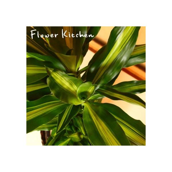 hZi@ϗtA@K̖ WF ̔A@7@ ̃O[Mtg FKTK