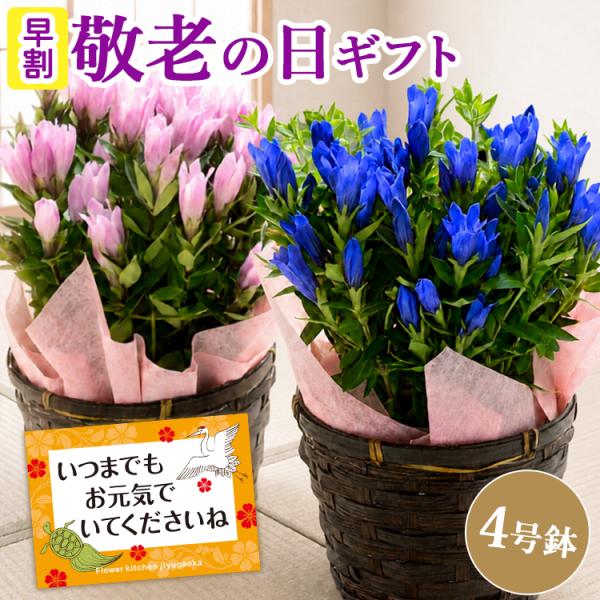 敬老の日 早割 花 プレゼント ギフト りんどう 花鉢 選べる2カラー 鉢植え フラワーギフト 80代 70代 孫 祖母 2026 FKKE