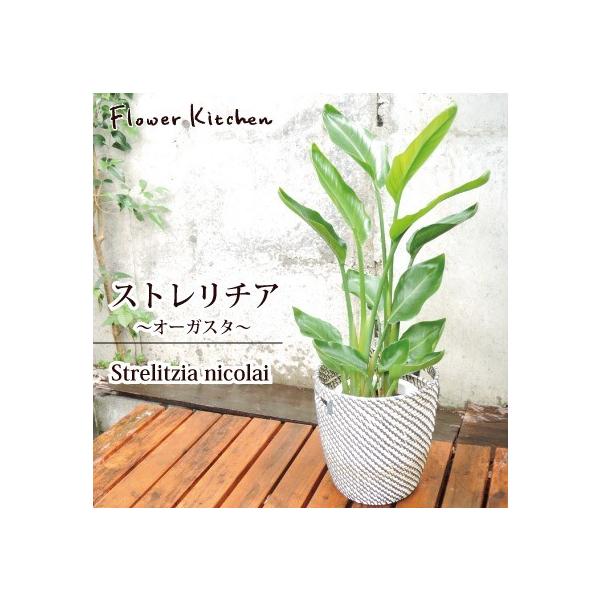 Xg`A 7 I[KX^{kX^C̃JSt@IKEAJSzCgO[҂݃JS [OR@ ̃O[Mtg