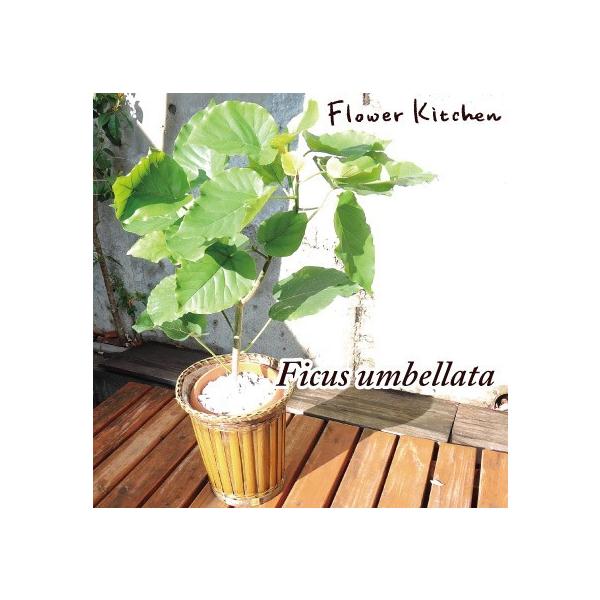 FlowerKitchen ウンベラータ の鉢植え 7号鉢 観葉植物 即日発送 あす