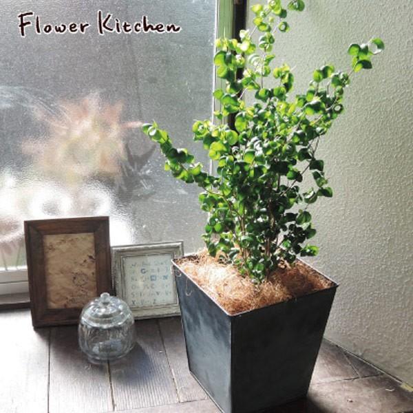 観葉植物 ベンジャミンバロック ブリキブラックスクエアカバー付き ヤシ繊維付き Kk 0136 Flowerkitchen Jiyugaoka 通販 Yahoo ショッピング