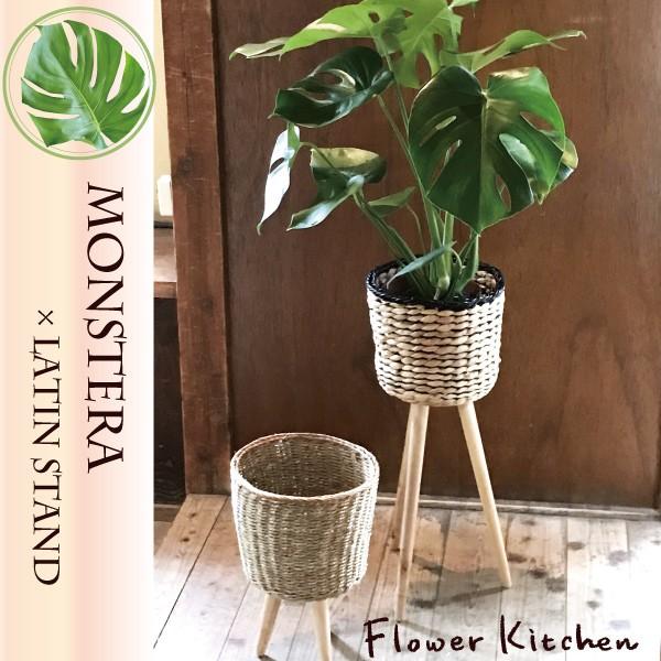 観葉植物 モンステラ ラタンスタンドバスケット Kk 02 Flowerkitchen Jiyugaoka 通販 Yahoo ショッピング