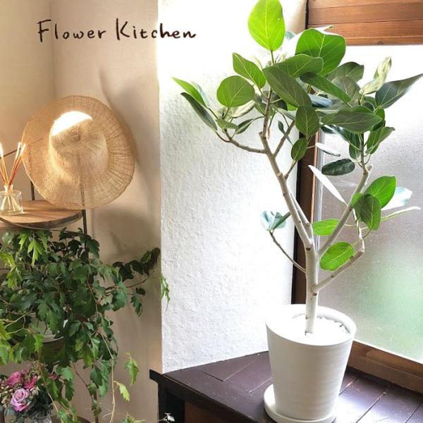 フィカス　ベンガレンシス　8号　観葉植物　ゴムの木 フィカス・ベンガレンシス 8号 | 観葉植物の通販 AND PLANTS (アンド