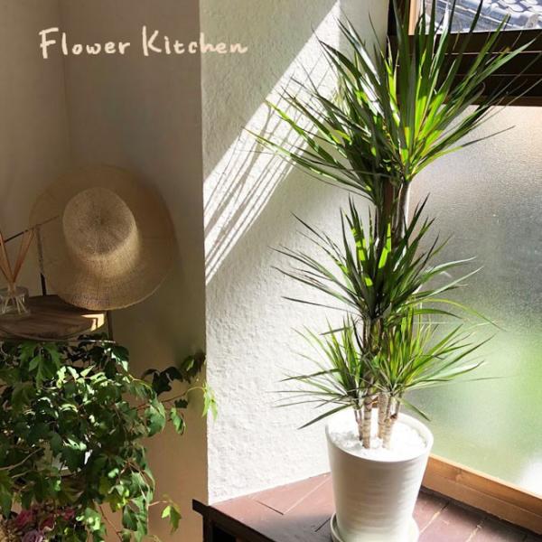 観葉植物 ドラセナ コンシンネ ８号鉢 :kk-0284:FlowerKitchen