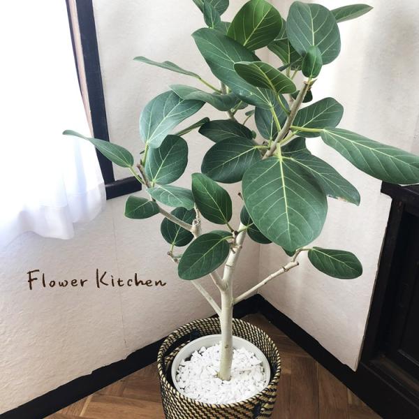FlowerKitchen 観葉植物 フィカス ベンガレンシス 8号鉢 IKEAカゴ