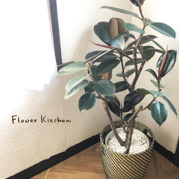 FlowerKitchen 観葉植物 フィカス バーガンディ 8号鉢 IKEAカゴセット