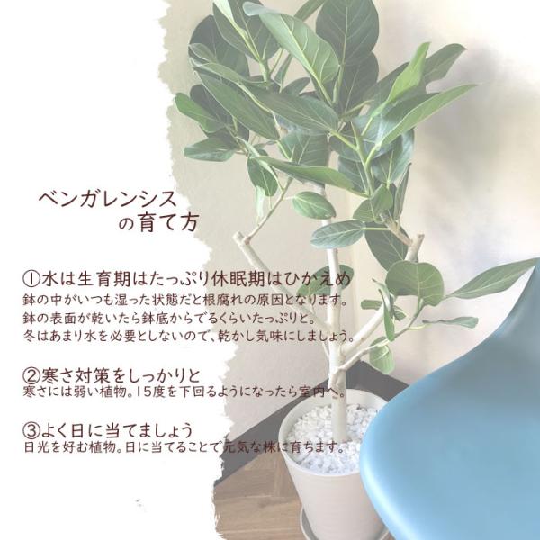 直販特売中 フィカスベンガレンシス8号鉢 茶カゴ 観葉植物 グリーン 大型サイズ 直売純正 Ssl Daikyogo Or Jp