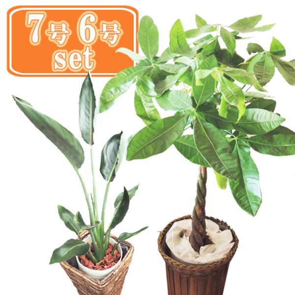 パキラ24出品 ◇【自社配送or引取限定】 本物 大型 観葉植物 パキラ 約220cm