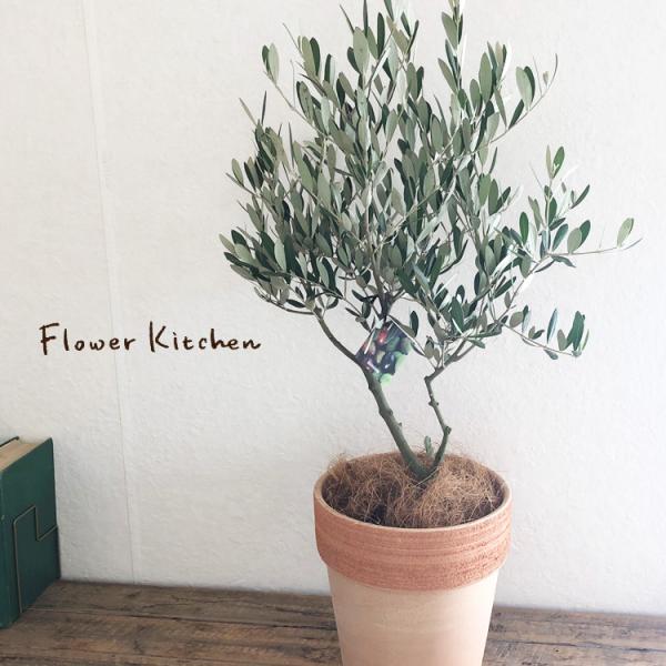 FlowerKitchen オリーブ 6号鉢 テラコッタ鉢 アルトポット23 ヤシ繊維