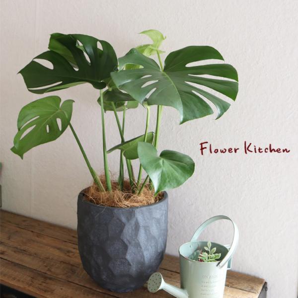 Xe 6 WIg[EhubN V@ہE󂯎MtiGF3286j ϗtA A FKTK