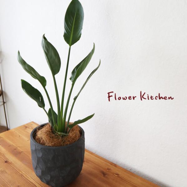 FlowerKitchen ストレリチア レギネ 6号鉢 ジオメトリーラウンド