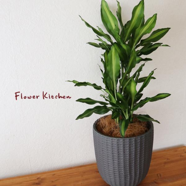 ドラセナ 鉢の人気商品 通販 価格比較 価格 Com