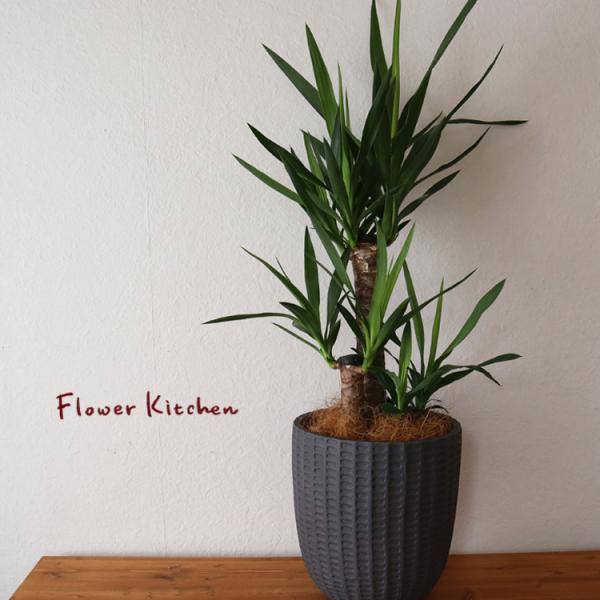 FlowerKitchen ユッカ 7号鉢 フィレラウンド ブラック鉢 ヤシ