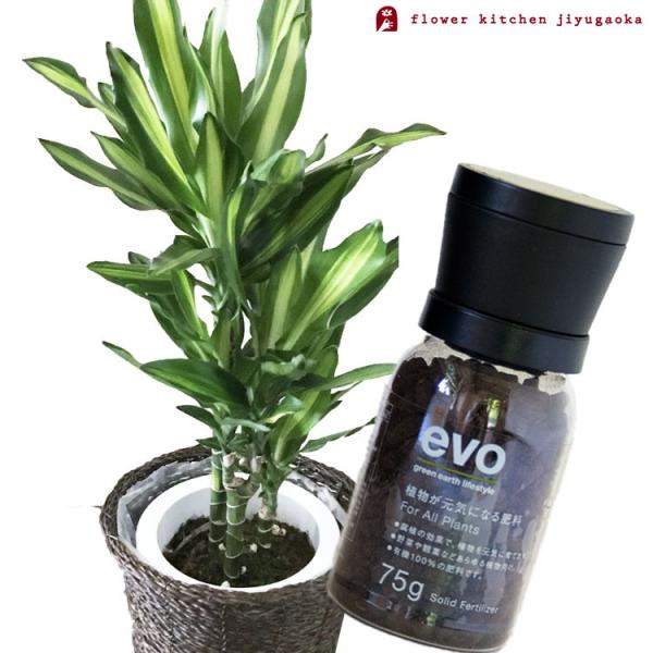 肥料 ドラセナの人気商品 通販 価格比較 価格 Com