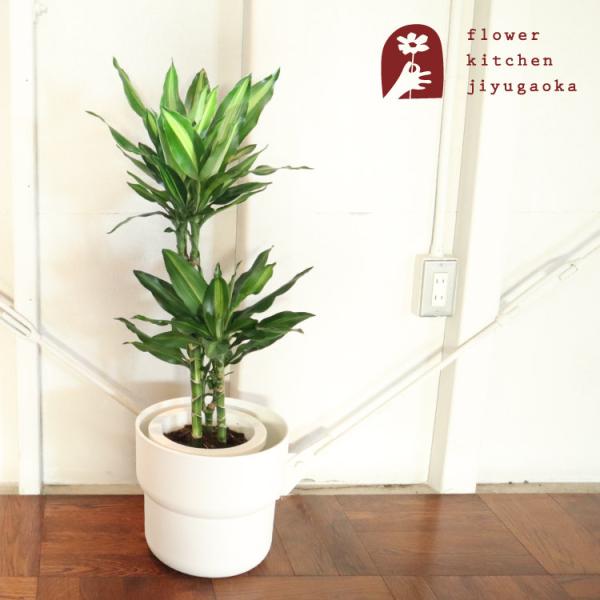 ϗt hZi WF 7 + IKEA tH[O Jo[@FKTK