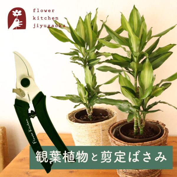 観葉植物 剪定の人気商品 通販 価格比較 価格 Com
