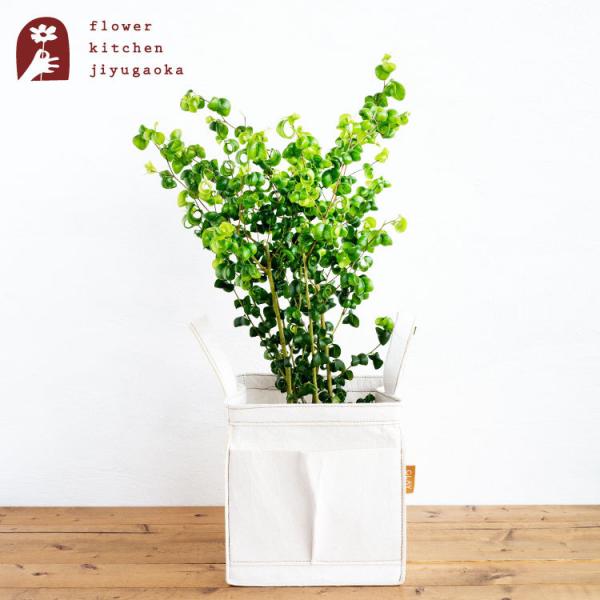 【ベンジャミンバロック 圧巻の230cm！】キャスター付き受け皿付き ベンジャミンバロック 圧巻の230cm！】キャスター付き受け皿付き