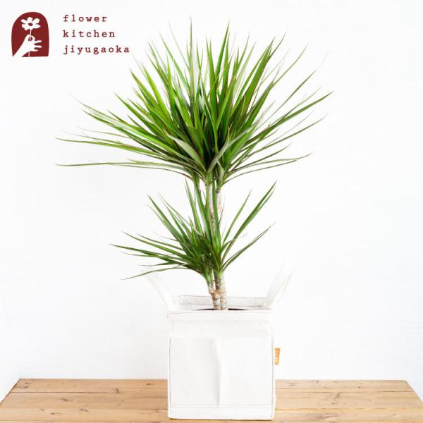 ドラセナ 鉢の人気商品 通販 価格比較 価格 Com