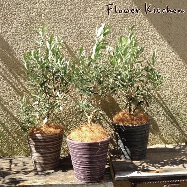 観葉植物 5号 オリーブの木」の人気商品一覧 | 安い商品を通販