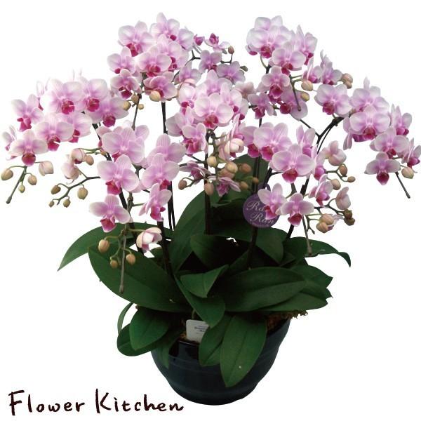 Ӓ Mtg@Yn̉ԃMtgyA-130z~fBӒ 8 7{@Ŗm@̌Ӓ