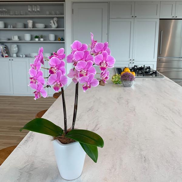 yA-83zӒ@Yn̉ԃMtg e[uӒ 2{ 3 픫 Ŗm̌Ӓ@Ă₷ Ԕ