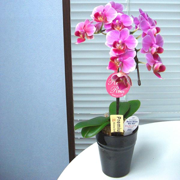 yA-81zӒ@Yn̉ԃMtgye[uӒ 1{ 3 픫z Ŗm̌Ӓ@Ă₷ Ԕ