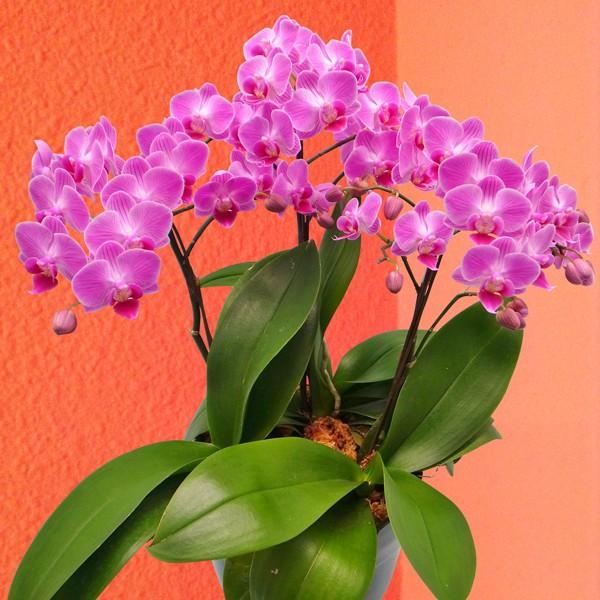 お歳暮 のし FlowerKitchen 胡蝶蘭 ギフト 産地直送の花ギフト ミディ胡蝶蘭 鉢花