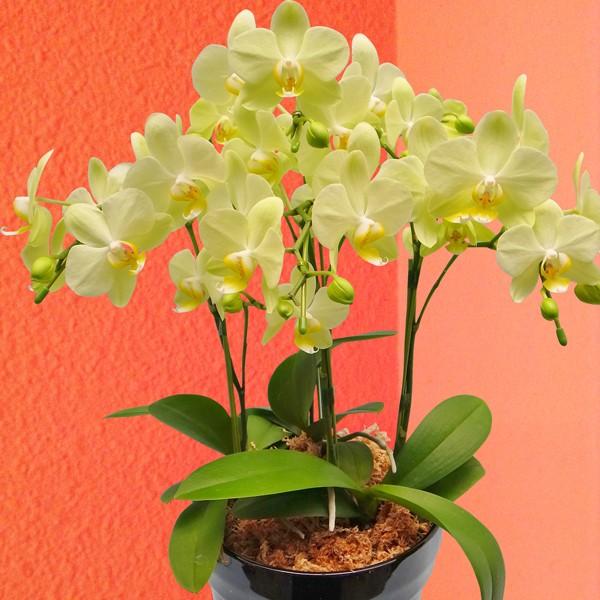 FlowerKitchen 胡蝶蘭 ギフト 産地直送の花ギフト ミディ胡蝶蘭 3本