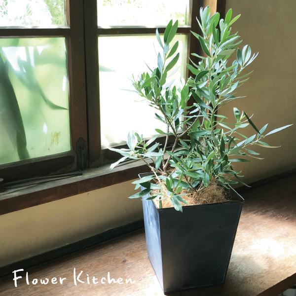 観葉植物 オリーブ 5号 ブリキブラックスクエアカバー付き ヤシ繊維付き Olimi5 Flowerkitchen Jiyugaoka 通販 Yahoo ショッピング