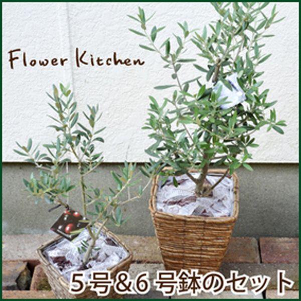 FlowerKitchen 観葉植物 オリーブの木 5号鉢と6号鉢のセット FlowerKitchen 観葉植物 オリーブの木 5号鉢と6号鉢のセット