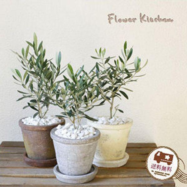 観葉植物 オリーブの木 アガベポットの鉢植え Mサイズ Olive Agb Flowerkitchen Jiyugaoka 通販 Yahoo ショッピング